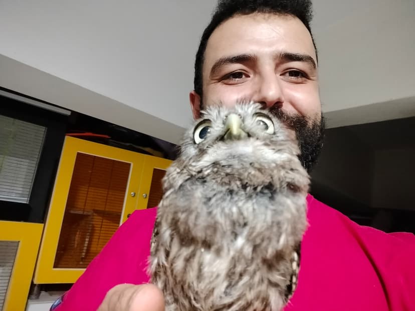 Baykuş tedavisi - Uğur Veteriner kanatlı hayvan bakımı