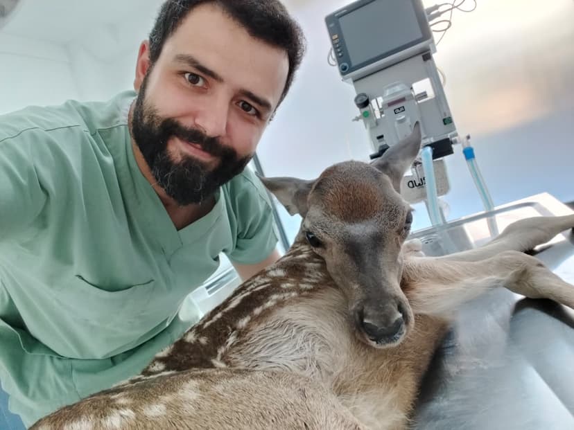 Ceylan tedavisi - Uğur Veteriner yabani hayvan sağlığı