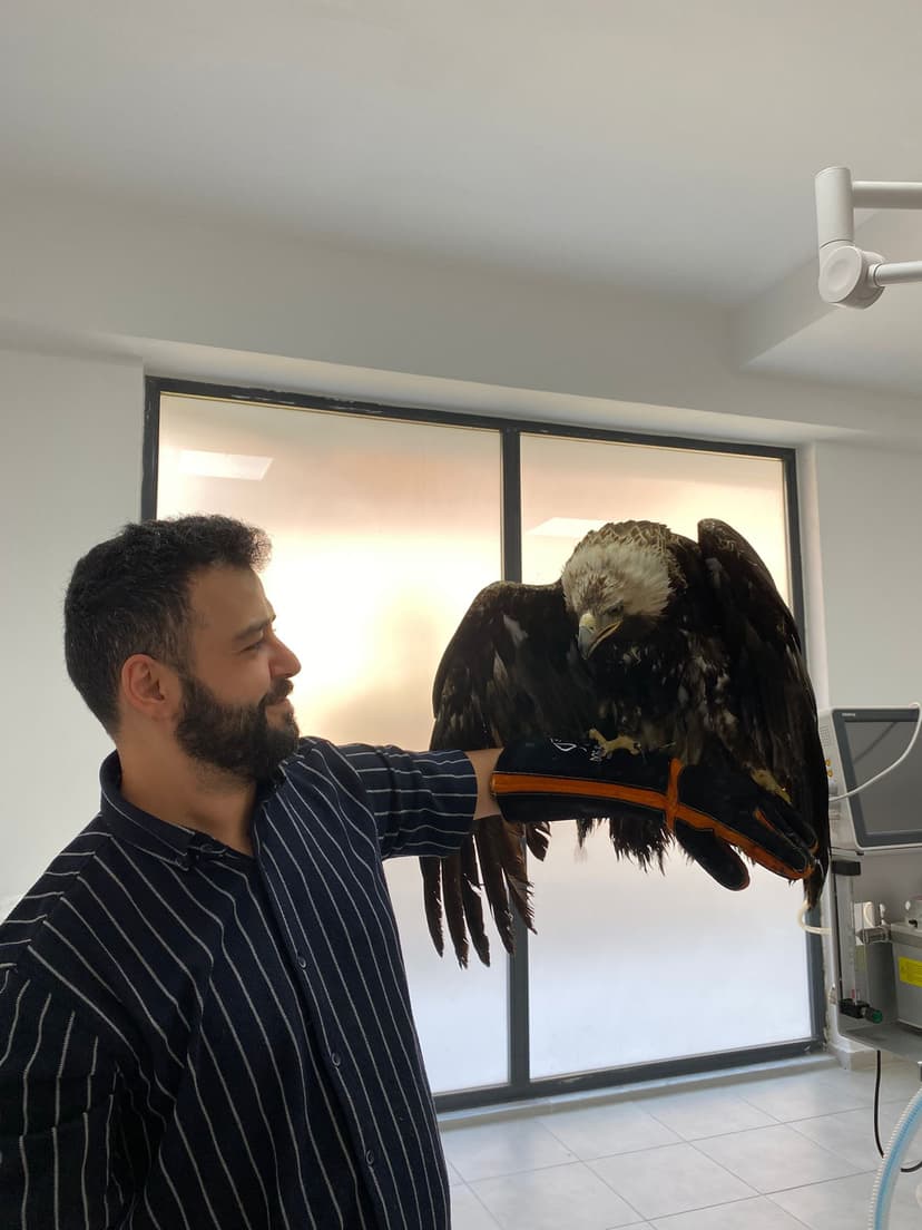 Kartal bakımı - Uğur Veteriner yabani hayvan tedavisi