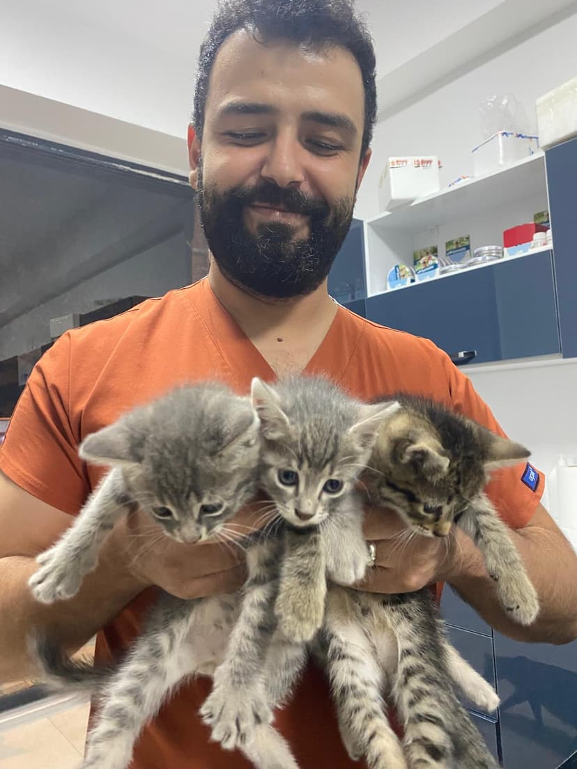 Bolu kedi sağlığı - Uğur Veteriner sevimli kediler